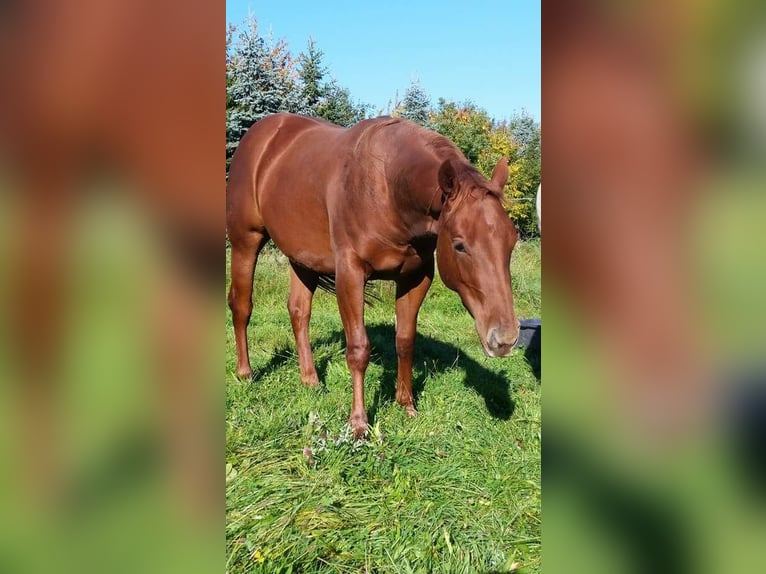 American Quarter Horse Ruin 9 Jaar 152 cm Bruin in Akasztó