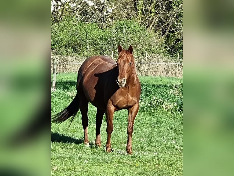 American Quarter Horse Ruin 9 Jaar 152 cm Bruin in Akasztó