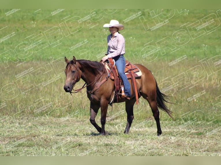 American Quarter Horse Ruin 9 Jaar 152 cm Buckskin in Clarion, PA