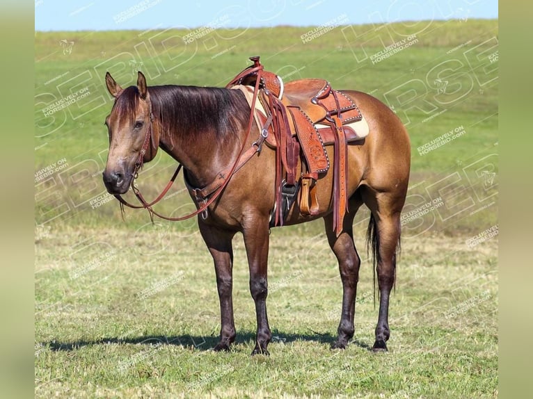 American Quarter Horse Ruin 9 Jaar 152 cm Buckskin in Clarion, PA