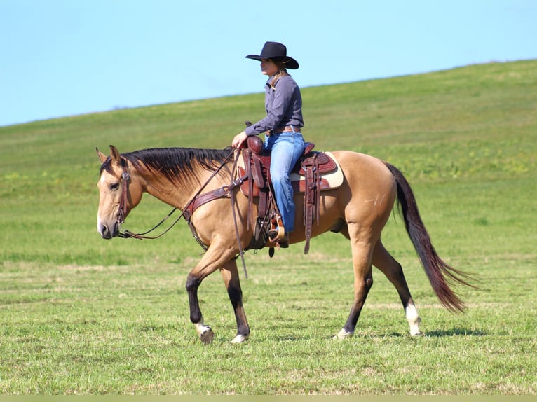 American Quarter Horse Ruin 9 Jaar 152 cm Buckskin in Clarion, PA