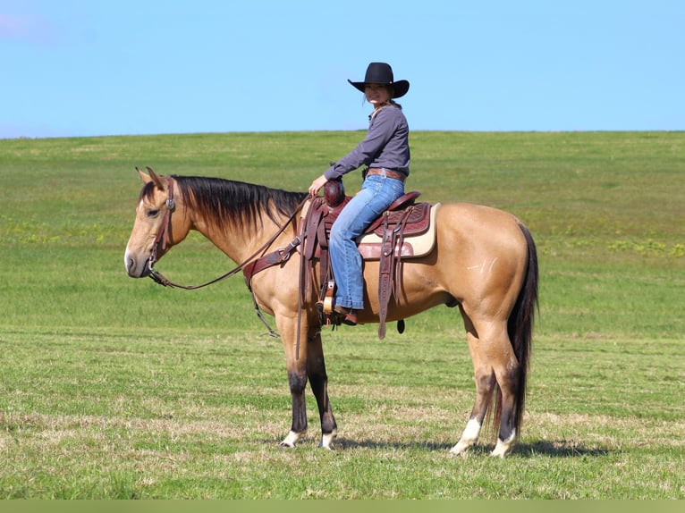 American Quarter Horse Ruin 9 Jaar 152 cm Buckskin in Clarion, PA