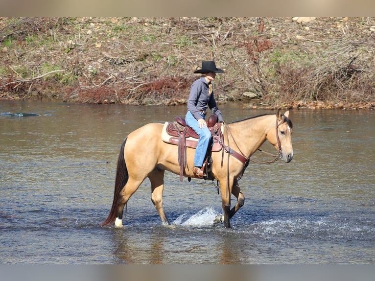 American Quarter Horse Ruin 9 Jaar 152 cm Buckskin in Clarion, PA