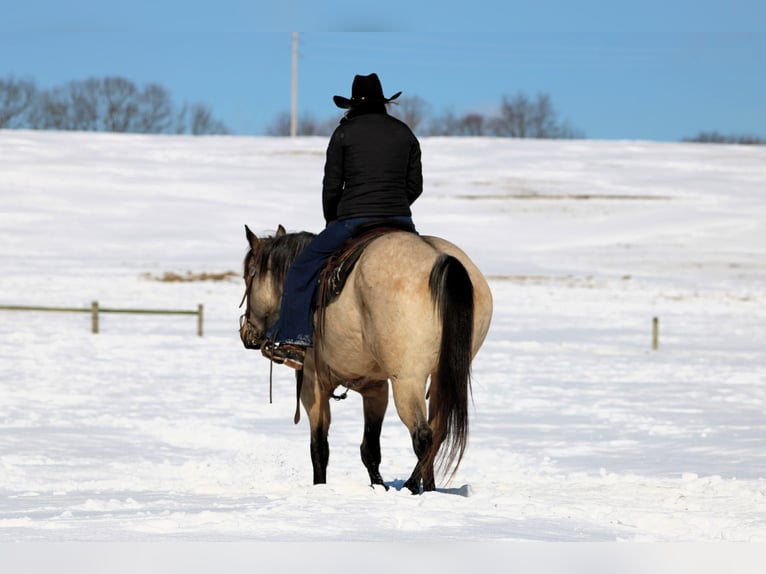 American Quarter Horse Ruin 9 Jaar 152 cm Buckskin in Clarion