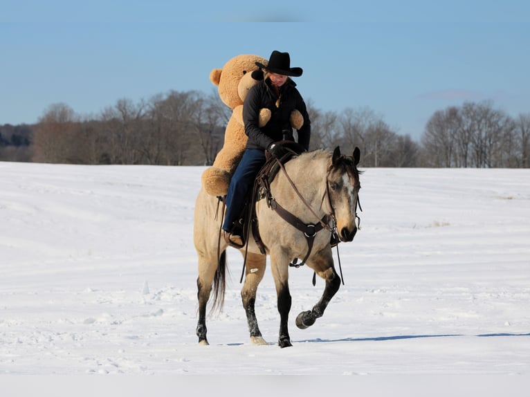 American Quarter Horse Ruin 9 Jaar 152 cm Buckskin in Clarion