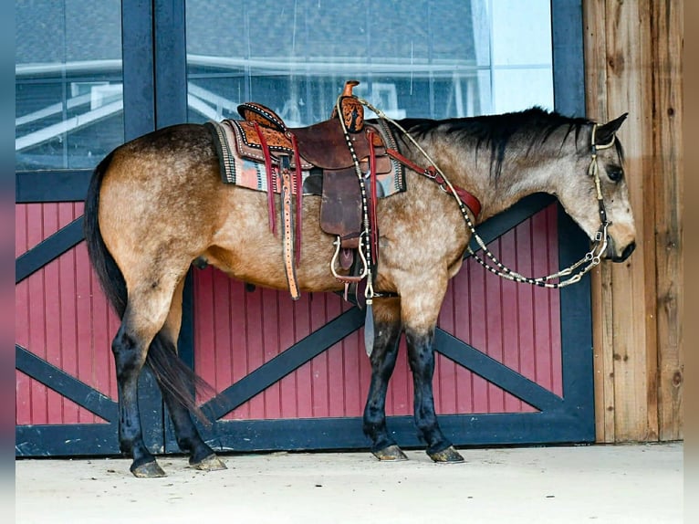 American Quarter Horse Ruin 9 Jaar 152 cm Buckskin in Rebersburg