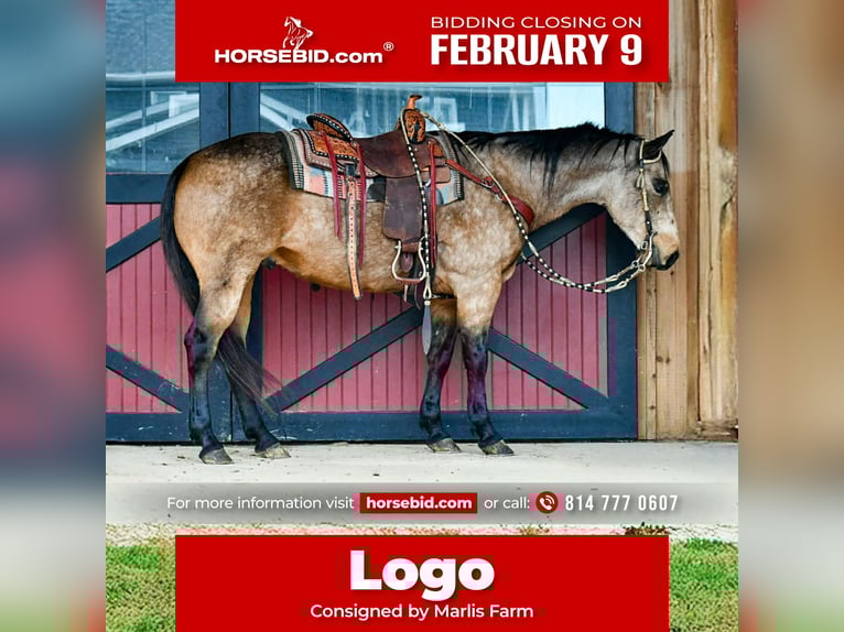 American Quarter Horse Ruin 9 Jaar 152 cm Buckskin in Rebersburg