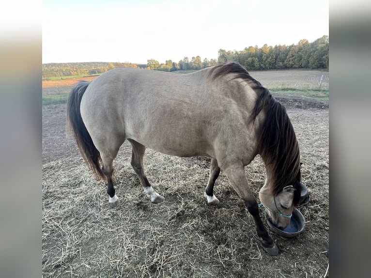 American Quarter Horse Ruin 9 Jaar 152 cm Buckskin in Gresham