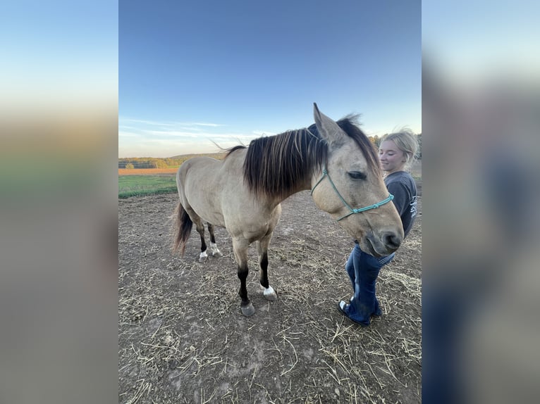 American Quarter Horse Ruin 9 Jaar 152 cm Buckskin in Gresham