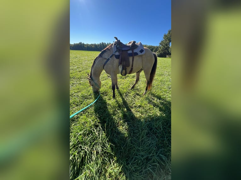 American Quarter Horse Ruin 9 Jaar 152 cm Buckskin in Gresham