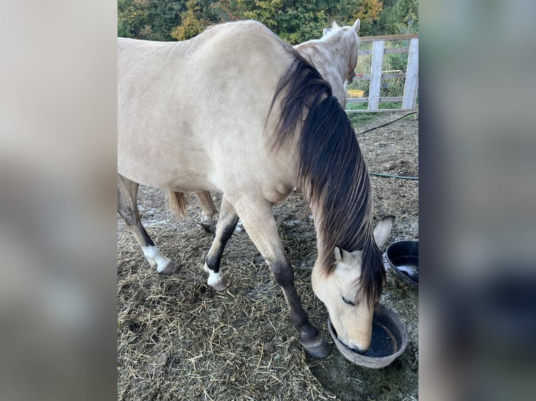 American Quarter Horse Ruin 9 Jaar 152 cm Buckskin in Gresham