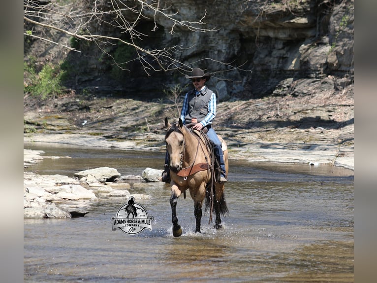 American Quarter Horse Ruin 9 Jaar 152 cm Buckskin in Mount Vernon