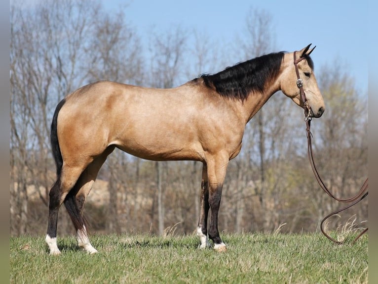 American Quarter Horse Ruin 9 Jaar 152 cm Buckskin in Brodhead KY