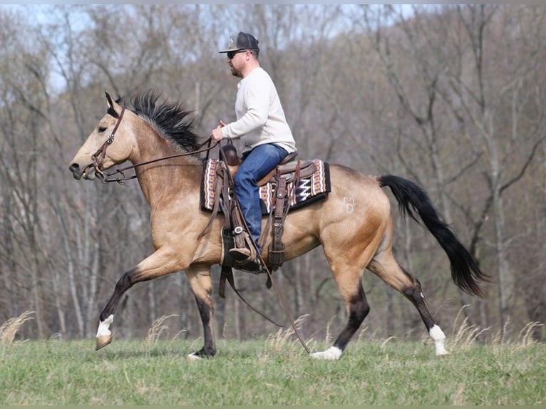 American Quarter Horse Ruin 9 Jaar 152 cm Buckskin in Brodhead KY