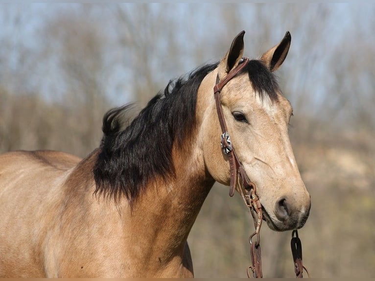 American Quarter Horse Ruin 9 Jaar 152 cm Buckskin in Brodhead KY