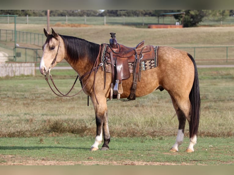 American Quarter Horse Ruin 9 Jaar 152 cm Buckskin in Joshua TX
