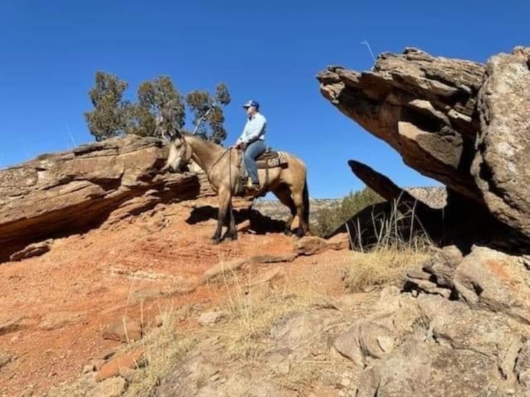 American Quarter Horse Ruin 9 Jaar 152 cm Buckskin in Libson IA