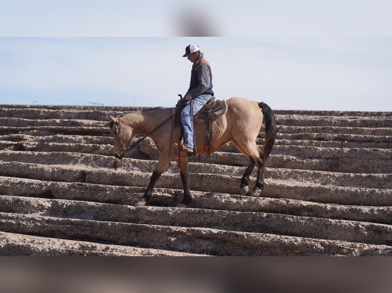 American Quarter Horse Ruin 9 Jaar 152 cm Buckskin in Lisbon IA