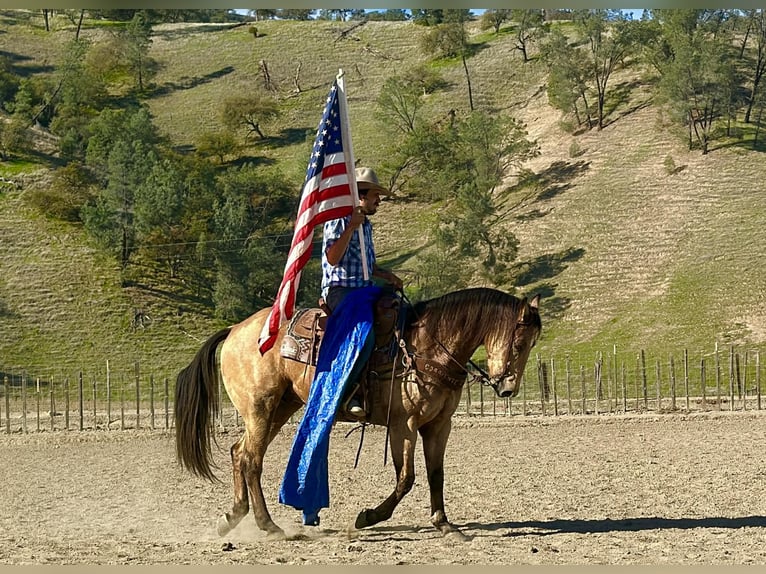 American Quarter Horse Ruin 9 Jaar 152 cm Buckskin in Paicines CA