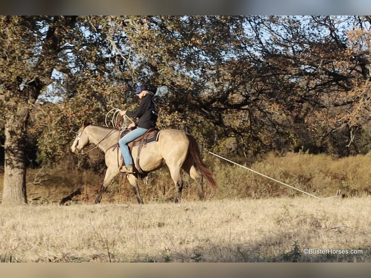 American Quarter Horse Ruin 9 Jaar 152 cm Buckskin in Weatherford TX
