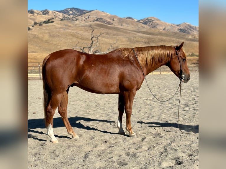 American Quarter Horse Ruin 9 Jaar 152 cm Donkere-vos in Paicines CA