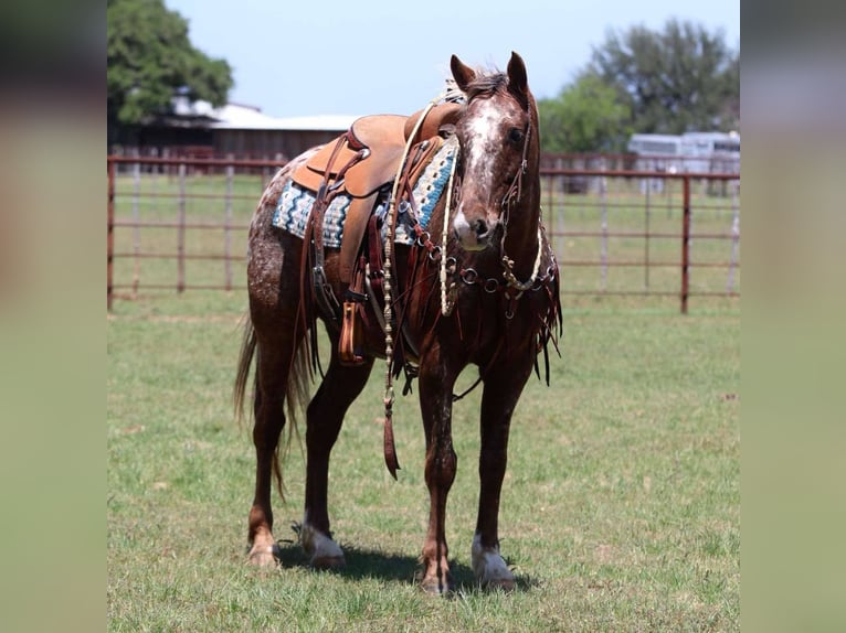 American Quarter Horse Ruin 9 Jaar 152 cm Donkere-vos in Lipan Tx