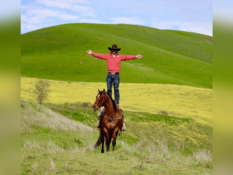 American Quarter Horse Ruin 9 Jaar 152 cm Falbe in Paicines CA