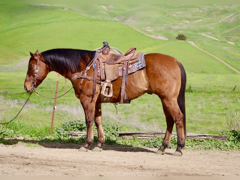 American Quarter Horse Ruin 9 Jaar 152 cm Falbe in Paicines CA