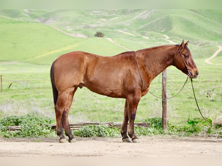 American Quarter Horse Ruin 9 Jaar 152 cm Falbe in Paicines CA