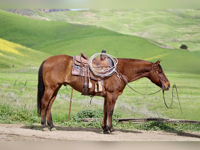 American Quarter Horse Ruin 9 Jaar 152 cm Falbe in Paicines CA