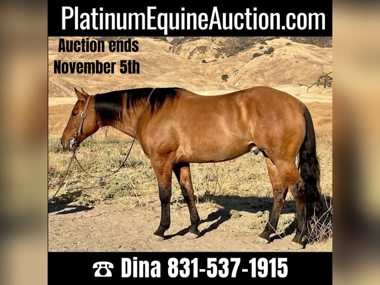 American Quarter Horse Ruin 9 Jaar 152 cm Falbe in Paicines CA