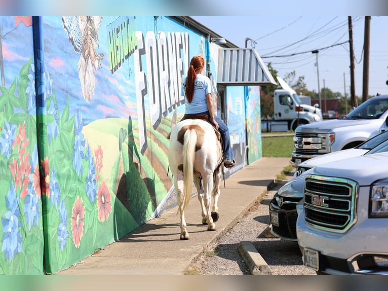 American Quarter Horse Ruin 9 Jaar 152 cm Gevlekt-paard in Forney
