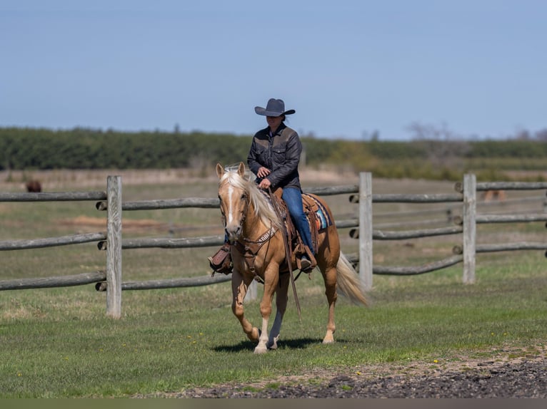 American Quarter Horse Ruin 9 Jaar 152 cm Palomino in Nevis