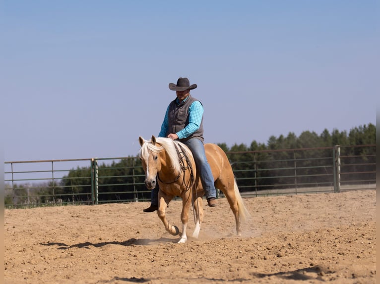 American Quarter Horse Ruin 9 Jaar 152 cm Palomino in Nevis