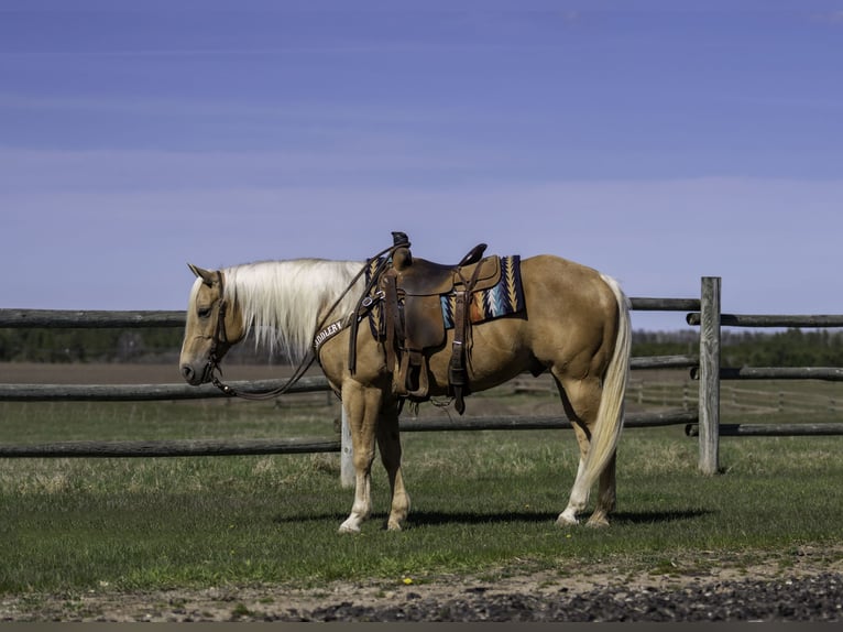 American Quarter Horse Ruin 9 Jaar 152 cm Palomino in Nevis