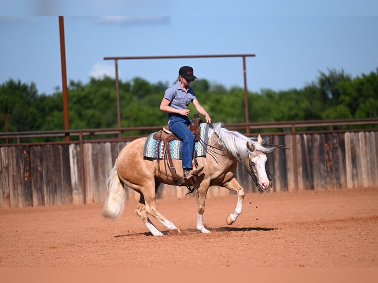 American Quarter Horse Ruin 9 Jaar 152 cm Palomino in Waco