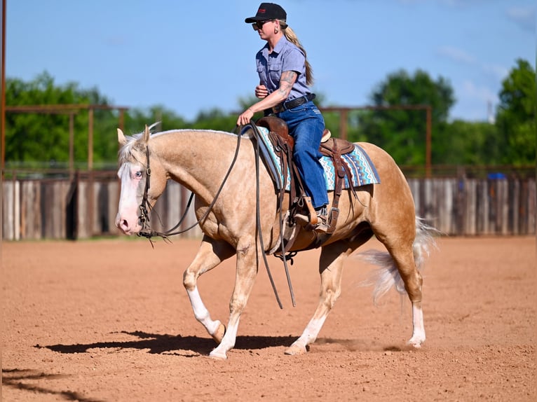 American Quarter Horse Ruin 9 Jaar 152 cm Palomino in Waco