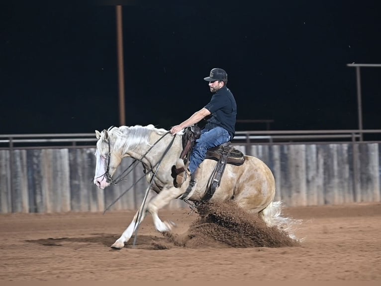 American Quarter Horse Ruin 9 Jaar 152 cm Palomino in Waco