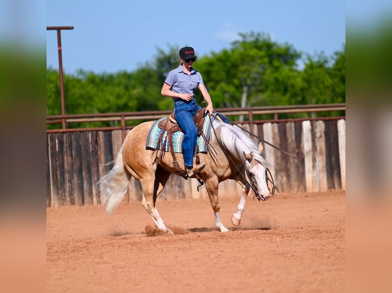 American Quarter Horse Ruin 9 Jaar 152 cm Palomino in Waco