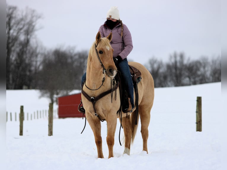 American Quarter Horse Ruin 9 Jaar 152 cm Palomino in Clarion