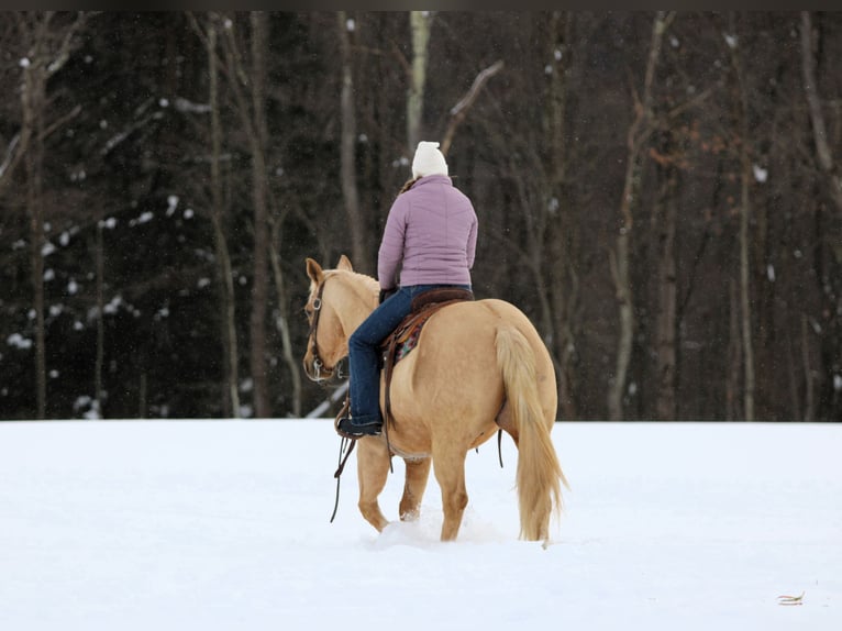 American Quarter Horse Ruin 9 Jaar 152 cm Palomino in Clarion