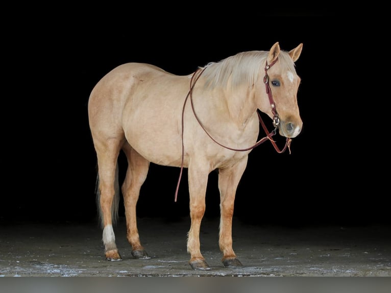 American Quarter Horse Ruin 9 Jaar 152 cm Palomino in Clarion