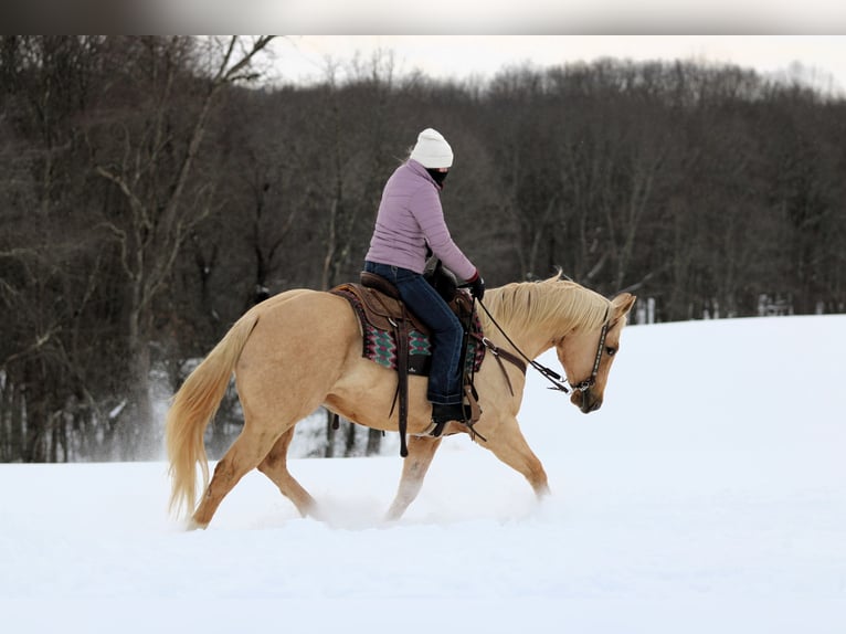 American Quarter Horse Ruin 9 Jaar 152 cm Palomino in Clarion