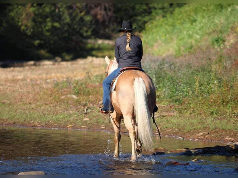 American Quarter Horse Ruin 9 Jaar 152 cm Palomino in Clarion American Quarter Horse Ruin 9 Jaar 152 cm Palomino in Clarion