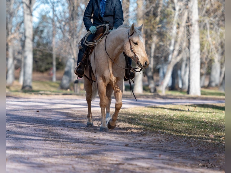 American Quarter Horse Ruin 9 Jaar 152 cm Palomino in Crawford, NE