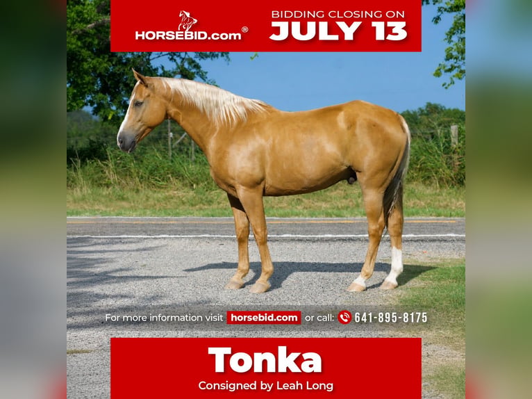 American Quarter Horse Ruin 9 Jaar 152 cm Palomino in Sulphur Springs