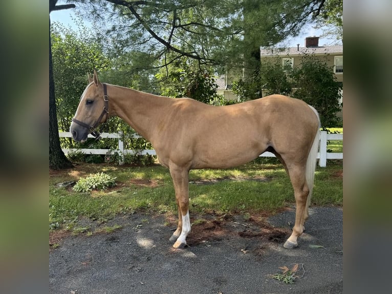 American Quarter Horse Ruin 9 Jaar 152 cm Palomino in Granby, CT