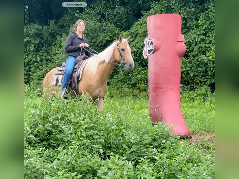 American Quarter Horse Ruin 9 Jaar 152 cm Palomino in Granby, CT