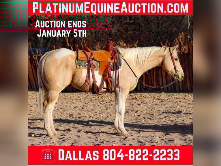 American Quarter Horse Ruin 9 Jaar 152 cm Palomino in Camp Verde AZ