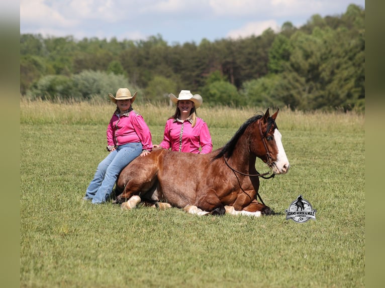 American Quarter Horse Ruin 9 Jaar 152 cm  in Mount Vernon